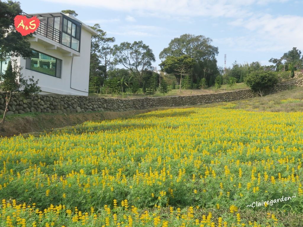 桃園,龍潭,三水茗園,戀戀魯冰花,賞花,文創園區,桃園景點