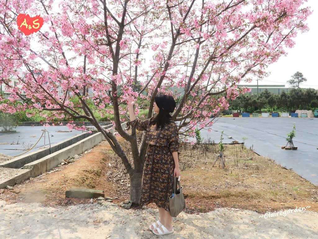 [旅遊] 中壢 聖德櫻花秘境~白、粉紅櫻花爭豔