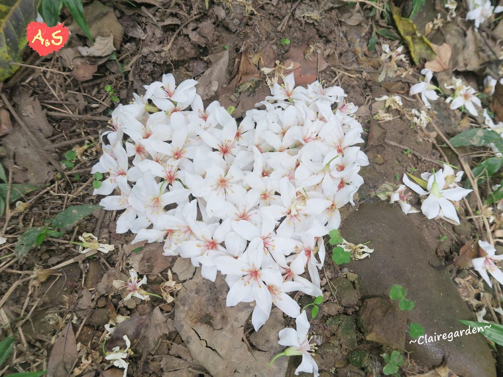 羊稠坑步道,桐花,桃園,伯公坑步道,三隻小羊,好漢坡,九重葛,蘆竹區,桃園賞桐