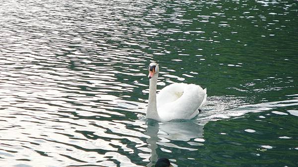 087.布雷德湖(Bled Lake)