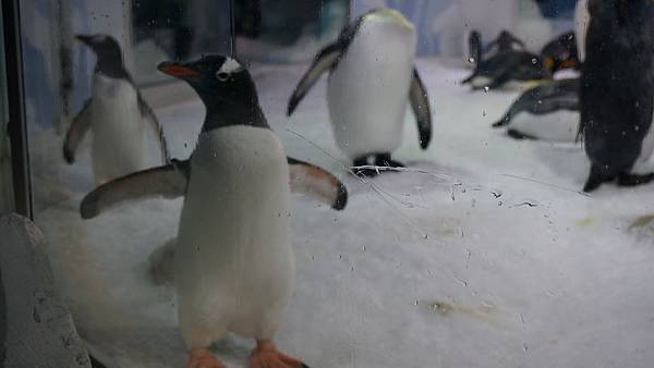 DSC09800.奧克蘭水族館