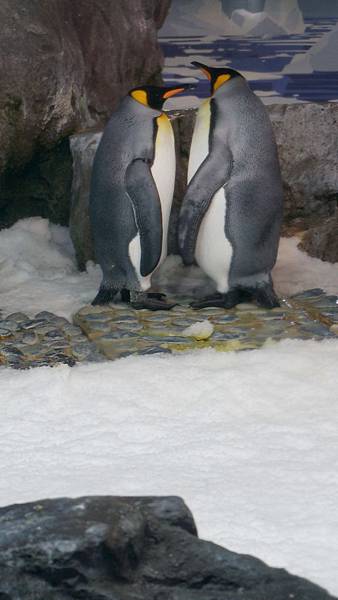 DSC09810.奧克蘭水族館