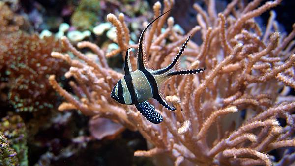 DSC09859.奧克蘭水族館