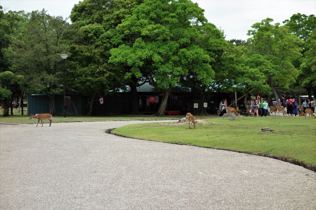 奈良公園7.jpg