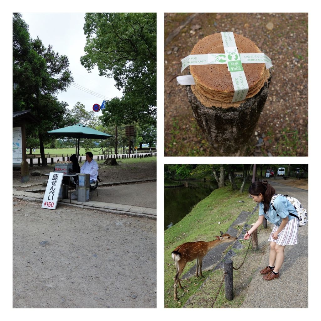 奈良公園15.jpg