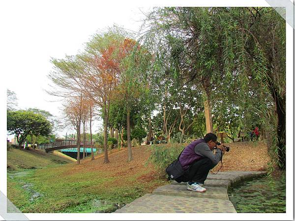 巴克禮公園落羽松