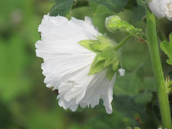 學甲蜀葵花海