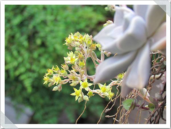 多肉植物開花