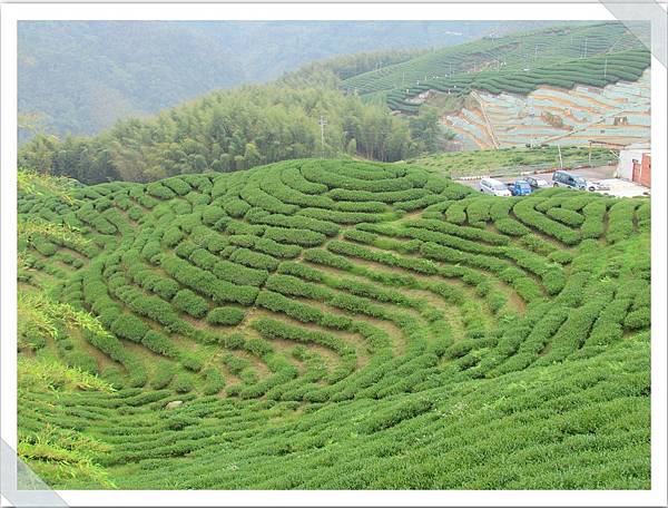 南投八卦茶園