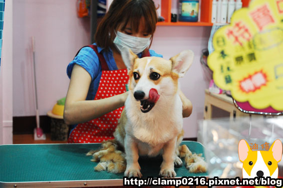 091004-嚕毛1.jpg 091004-嚕毛1.jpg