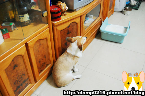 091107-豬肋1.jpg 091107-豬肋1.jpg
