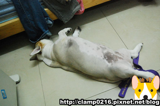 100710-皮很多1.jpg 100710-皮很多1.jpg