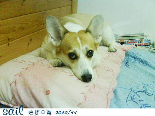 101101-油條1.jpg 101101-油條1.jpg