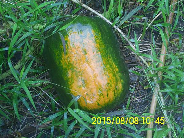 IMG_3978 IMG_3978