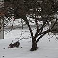 雪地裡辛苦覓食的小松鼠
