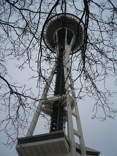 從枝椏間看Space Needle