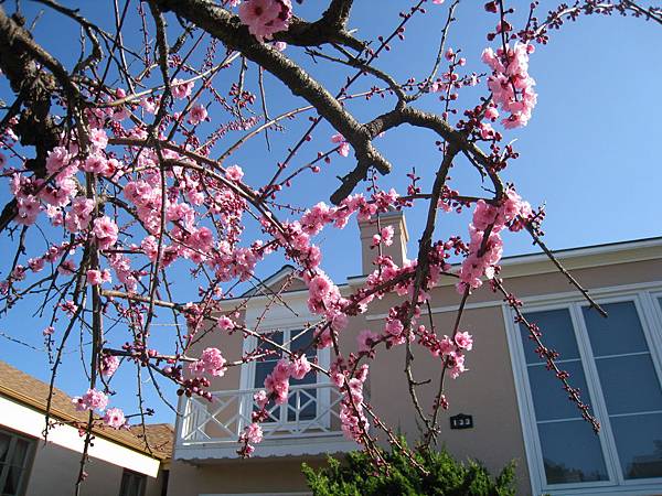 No.133前開滿了桃紅色的cherry blossom