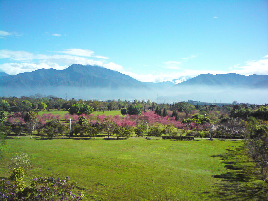 DSC08309從管理學院看櫻花草原.JPG