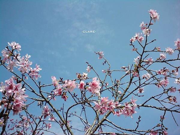 櫻花林.jpg 櫻花林.jpg