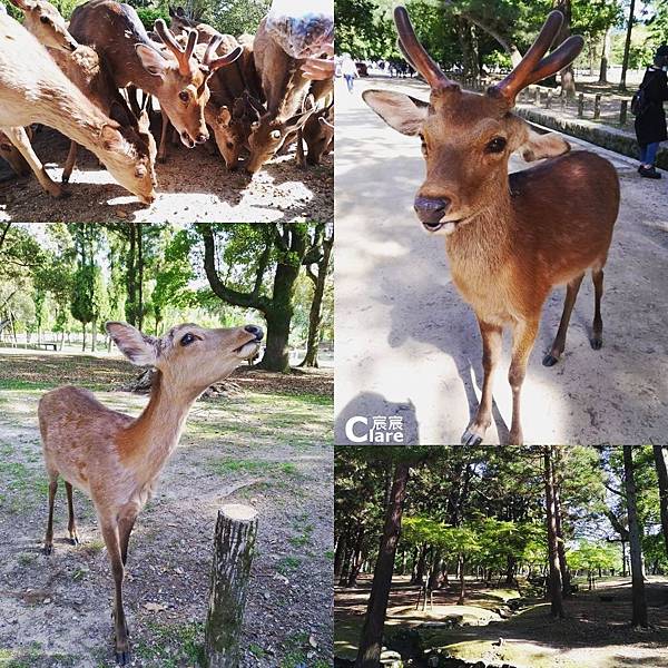 日本奈良5_奈良公園、春日大社.jpg