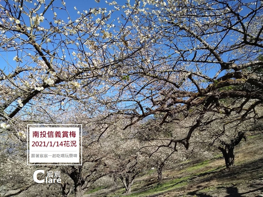 外坪頂梅園2.jpg 外坪頂梅園2.jpg