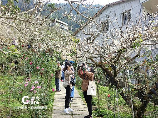 梅嶺風景區-登山步道賞梅花-台南玉井楠西一日遊行程推薦5.JPG