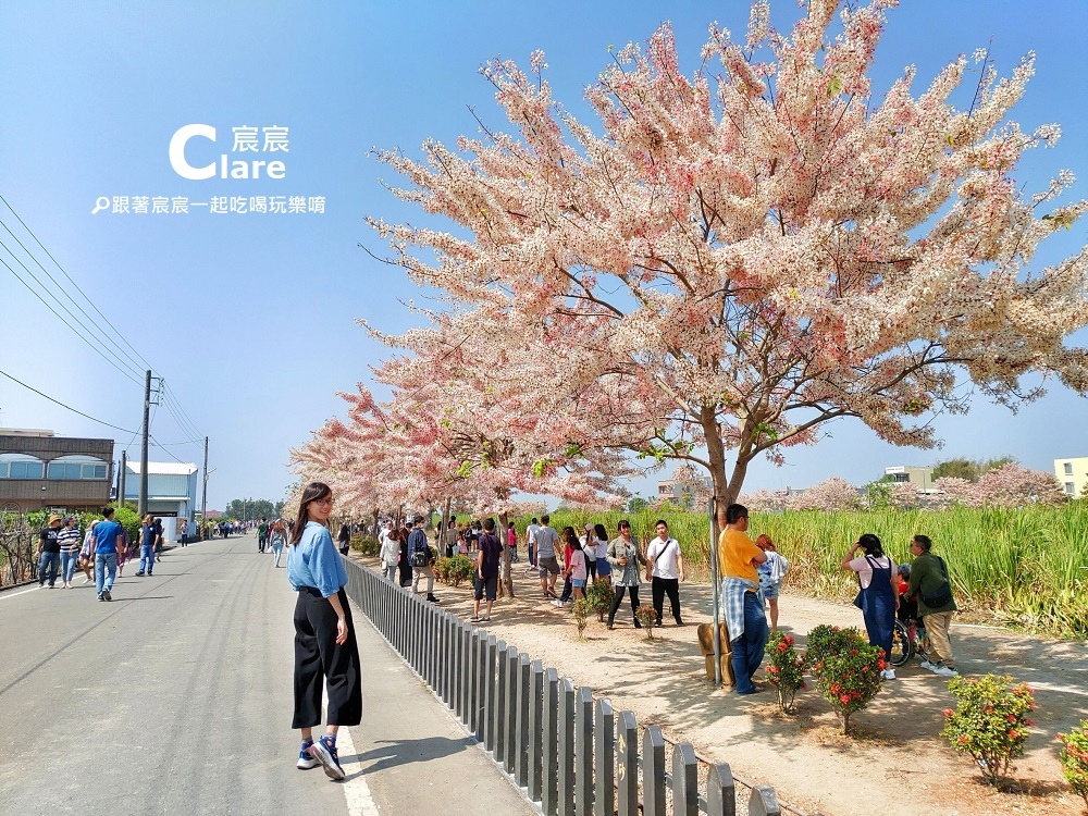 台南旅遊景點推薦-西港花旗木步道2.jpg