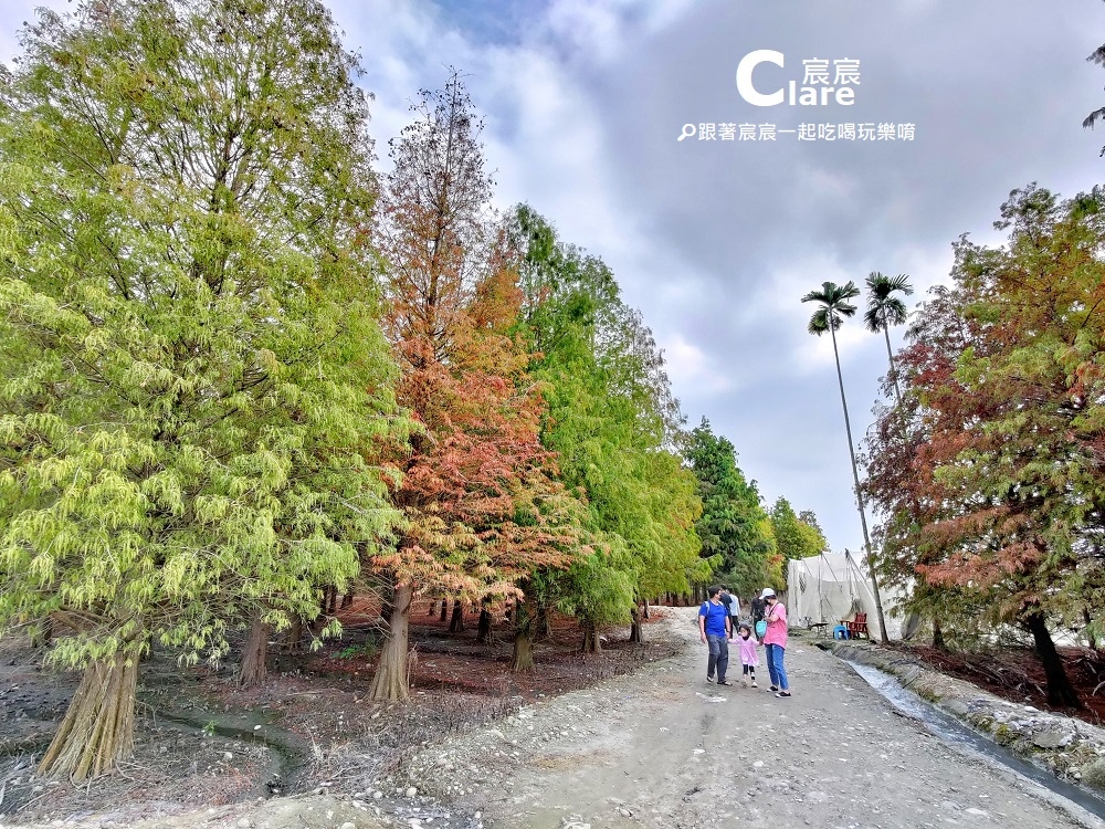 九芎村落羽松祕境-雲林林內景點-雲林一日遊旅遊景點推薦10.jpeg