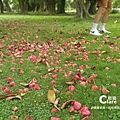 三秀園-雲林大埤旅遊.雲林一日遊景點推薦-園區導覽25.jpg