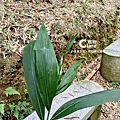 雲林古坑旅遊_草嶺石壁森林療癒基地_漫行草嶺走訪木馬古道13.jpg