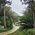雲林古坑旅遊_草嶺石壁森林療癒基地_漫行草嶺走訪木馬古道46.jpg