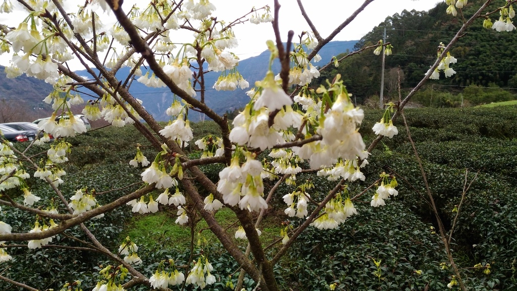 P_20220123_131844.jpg - 1110123-南投賞櫻花(草坪頭櫻花季)~~