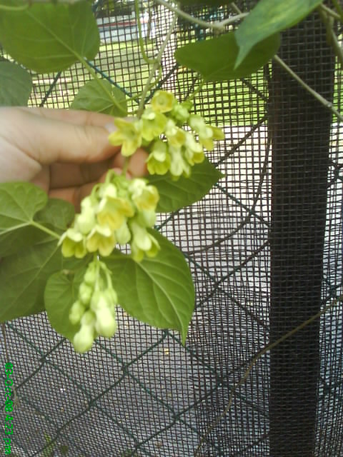 夜來香 秋天の童話my Spring Seasons 痞客邦 夜來香 秋天の童話my Spring Seasons 痞客邦