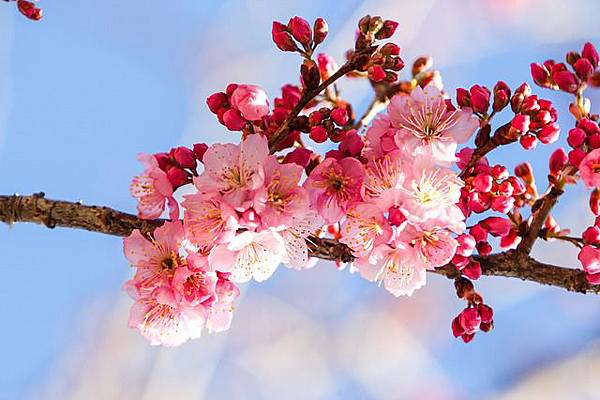 cherry-blossoms-656965_640.jpg