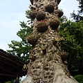 DSC01737_調整大小.JPG