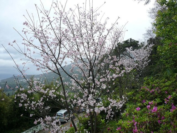 2009.3.1花季未了 (99).jpg