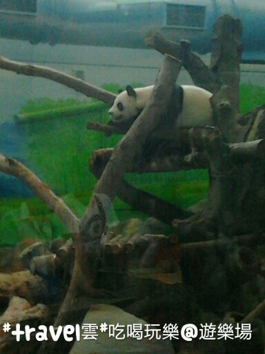 木柵看熊貓