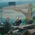 木柵看熊貓