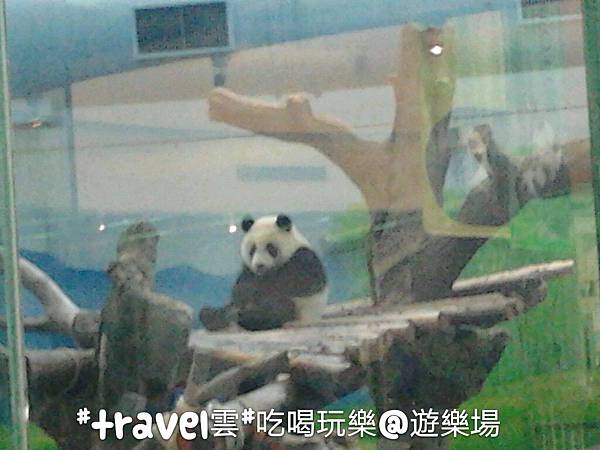 木柵看熊貓