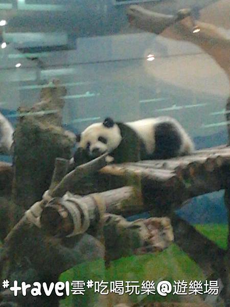 木柵看熊貓