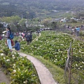 陽明山海芋