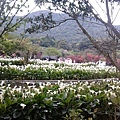 陽明山海芋