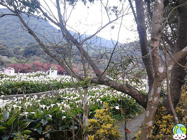 陽明山海芋