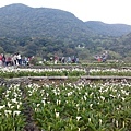 陽明山海芋