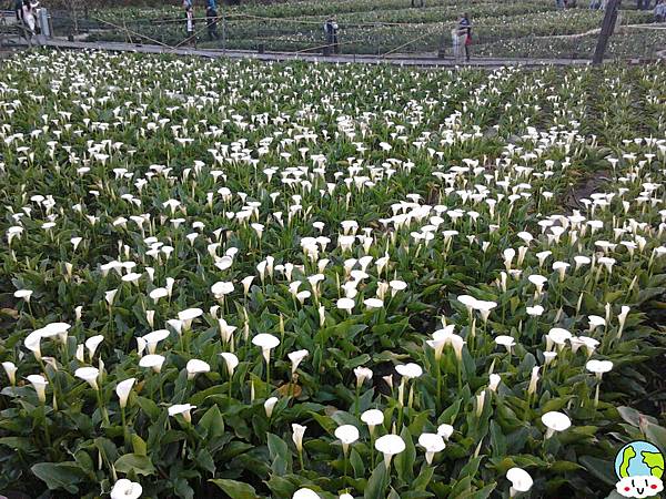 陽明山海芋