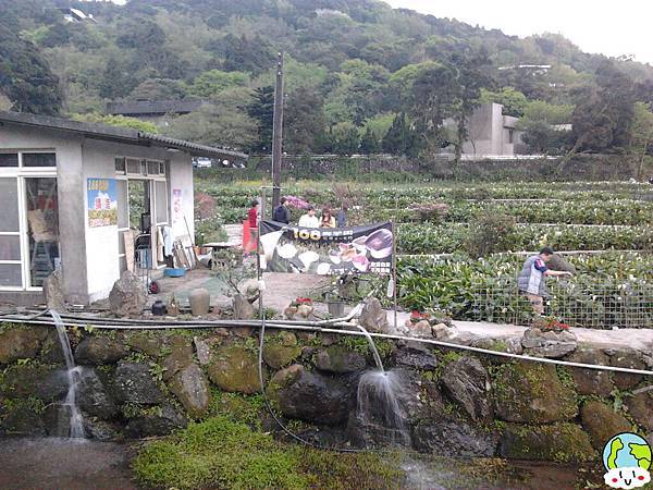 陽明山海芋