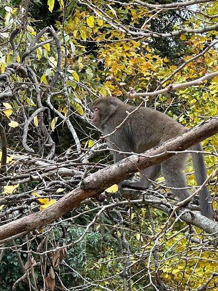 平多縱走 百岳觀景台 親民縱走路線
