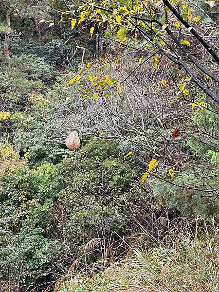 平多縱走 百岳觀景台 親民縱走路線