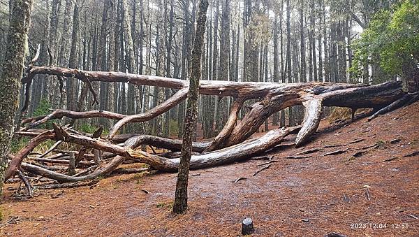平多縱走 百岳觀景台 親民縱走路線