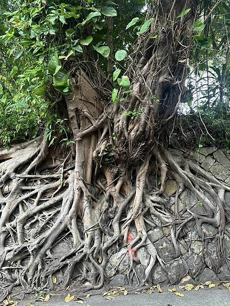 北投五岩七山｜大屯山系｜軍艦岩親山步道｜漫步北投溫柔鄉｜搭大